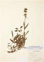 藏品(高稈吊鐘柳)的圖片